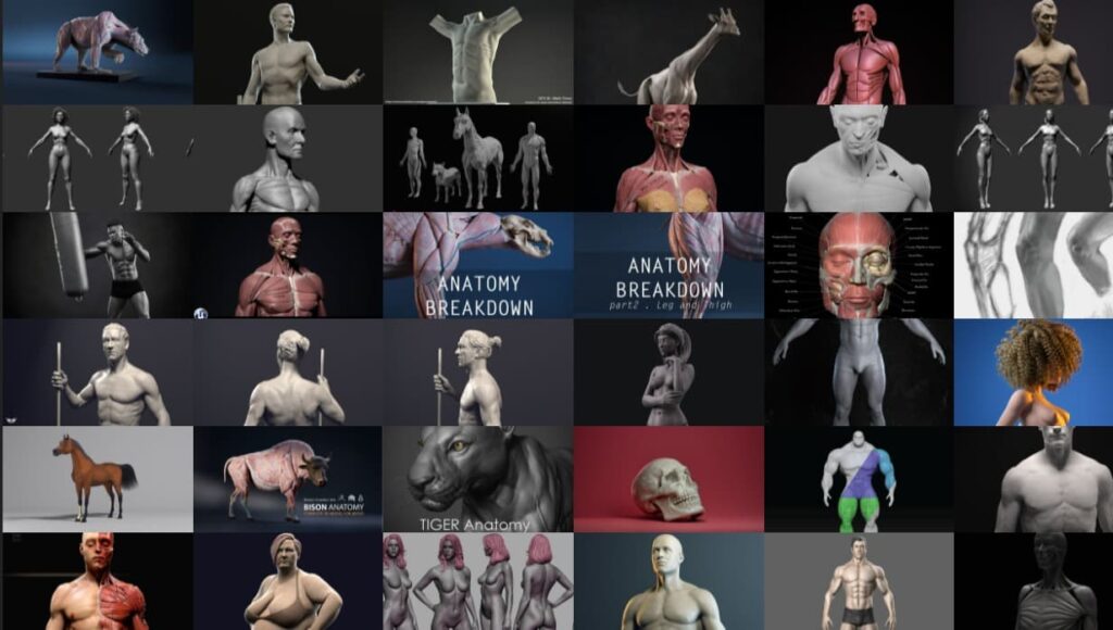 14 Killer Resources for Human Anatomy Reference| cgsociety